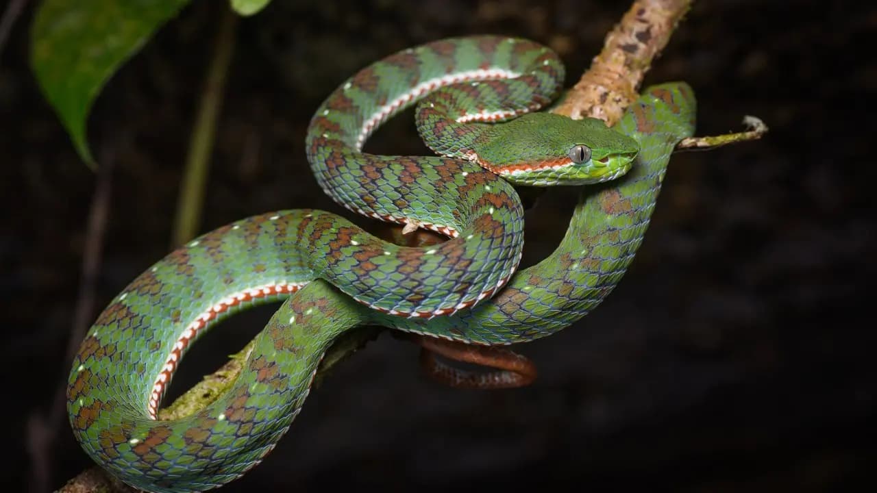 When are snakes most likely to bite in a day