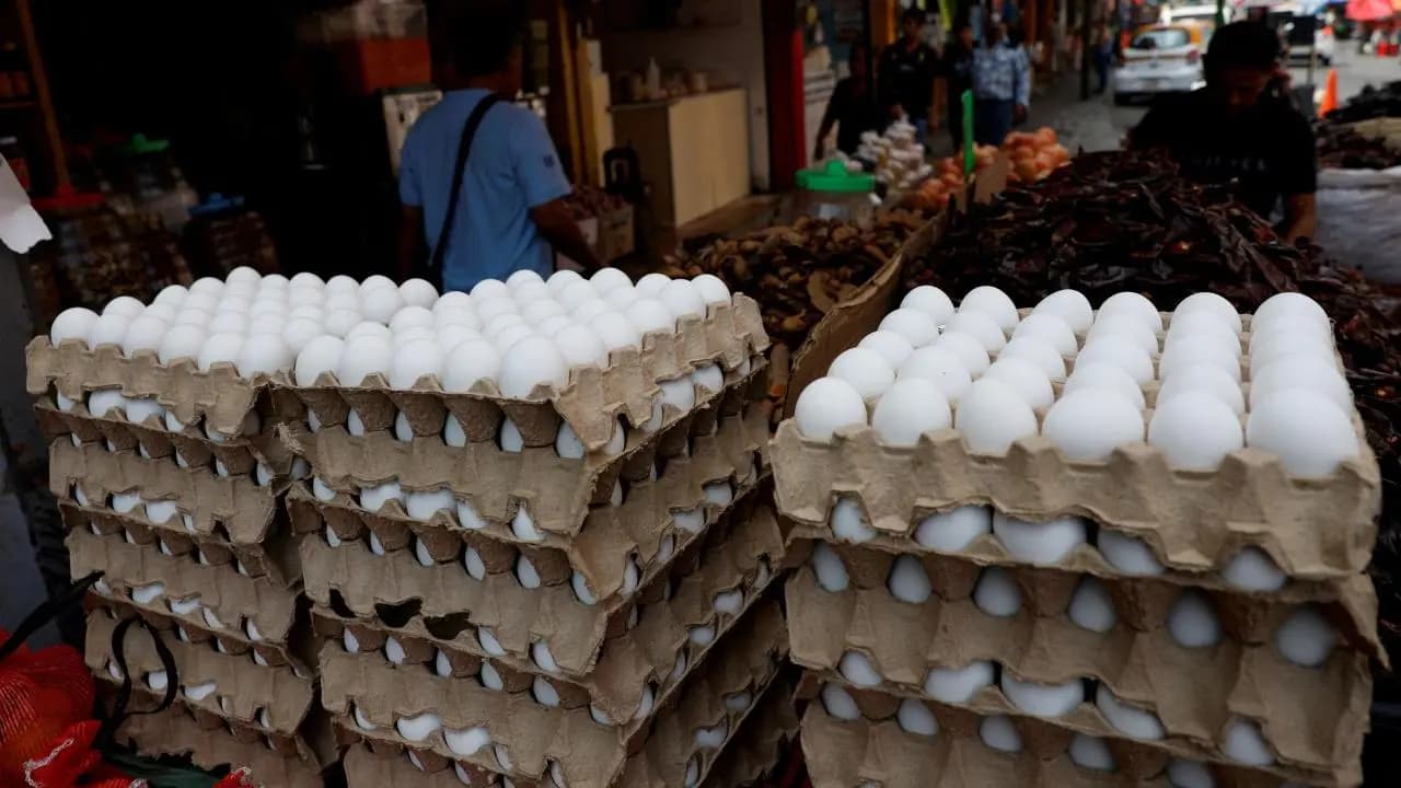 Egg Price Hike: this cheap protein price may hike in winter again due to ethanol
