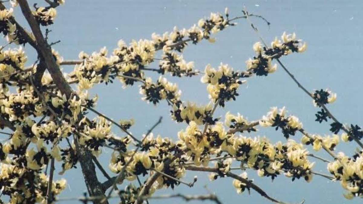 White palash