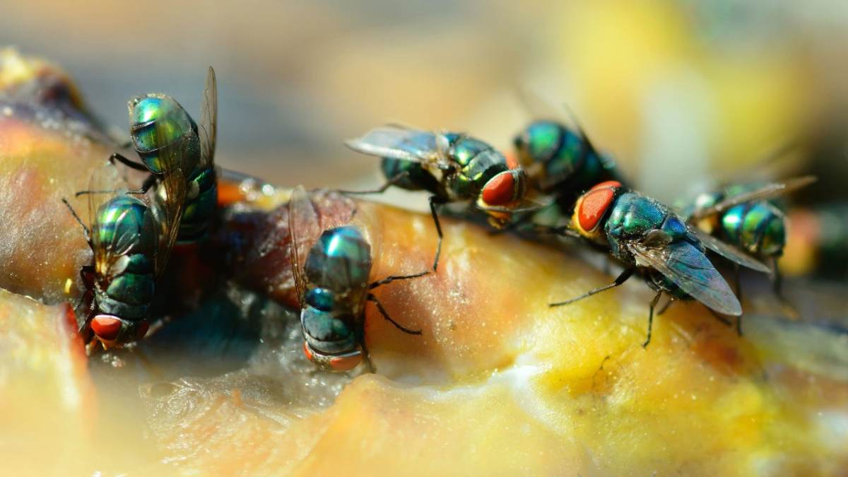 Cleaning Tips: Put some vinegar and lime to water for DIY pest control tricks