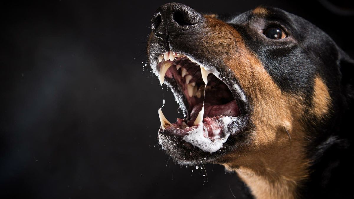 Pitbull and other dog breeds new pet owners should never buy